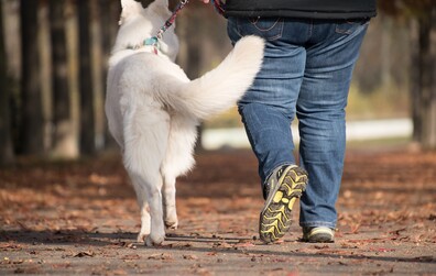 Adoption d'un nouveau règlement sur les animaux