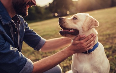 Propriétaires magnymontois, les licences pour chiens 2020 sont maintenant disponibles